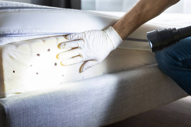 Best Flea Control Services  in Rifle, CO