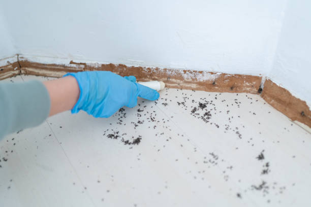 Best Pest Prevention Services  in Rifle, CO